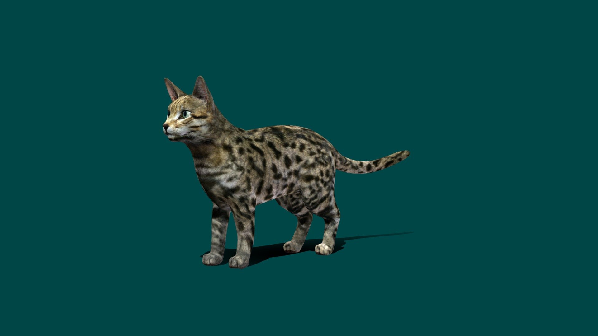 The black-footed_cat, also called the small-spotted_cat, is the smallest_wild_cat in Africa, having a head-and-body length of 35–52 cm. Despite its name, only the soles of its feet are black or dark brown. With its bold small spots and stripes on the tawny fur, it is well camouflaged, especially on moonlit nights. Wikipedia
Trophic level: Carnivorous Encyclopedia of Life
Conservation status: Vulnerable (Population decreasing) Encyclopedia of Life
Scientific name: Felis_nigripes
Lifespan: 10 years (In captivity)
Mass: 1.9 kg (Male, Adult), 1.3 kg (Female, Adult)
Family: Felidae
Kingdom: Animalia - Black footed Cat - 3D model by Nyilonelycompany 3d model