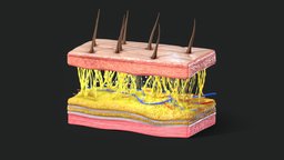 Skin Cross Section body, hair, cross, anatomy, section, cell, muscle, fat, cancer, max, science, layered, epidermis, dermis, healthy, character, model, medical, human, skin, dermal