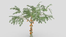 Cacao Tree( Orang Fruit)- 06 cacao-tree, 3d-cacaotree, lowpoly-cacao, 3d-lowpoly-cacao, cocoatree