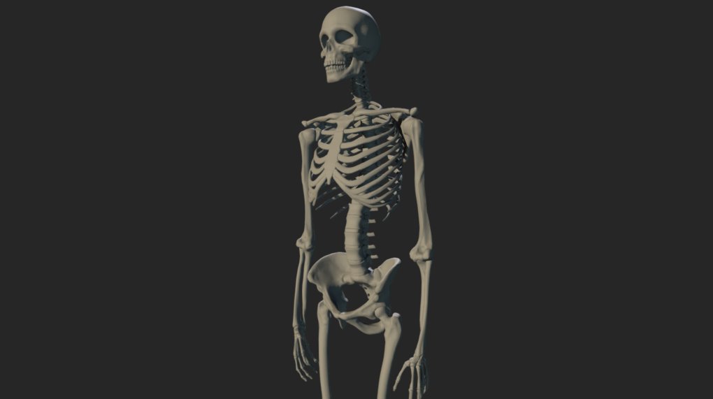 This is a basic male skeleton.  I modelled it in order to use it for anatomy stydies. Mi intencion is to rig is later on and be able to pose it. The mesh comes in a single object but its all separated pieces. If you want to rig it and pose it you'll have to separate de pieces and organice them. It has no UVs or textures. If you use it you may find mistakes or things to improve. I would apreciate very much your feed back.

You can see more about this model on:

https://www.artstation.com/artwork/LkmLk - Skeleton - Download Free 3D model by Diego Luján García (@diegoluga) 3d model