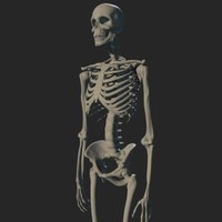 Skeleton skeleton, anatomy, esqueleto, huesos, anatomia, osteology, barruz3dstudent, osteologia, zbrush, human, male, bones