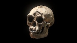 LB1 nhm, homo_floresiensis, realitycapture, skull, human