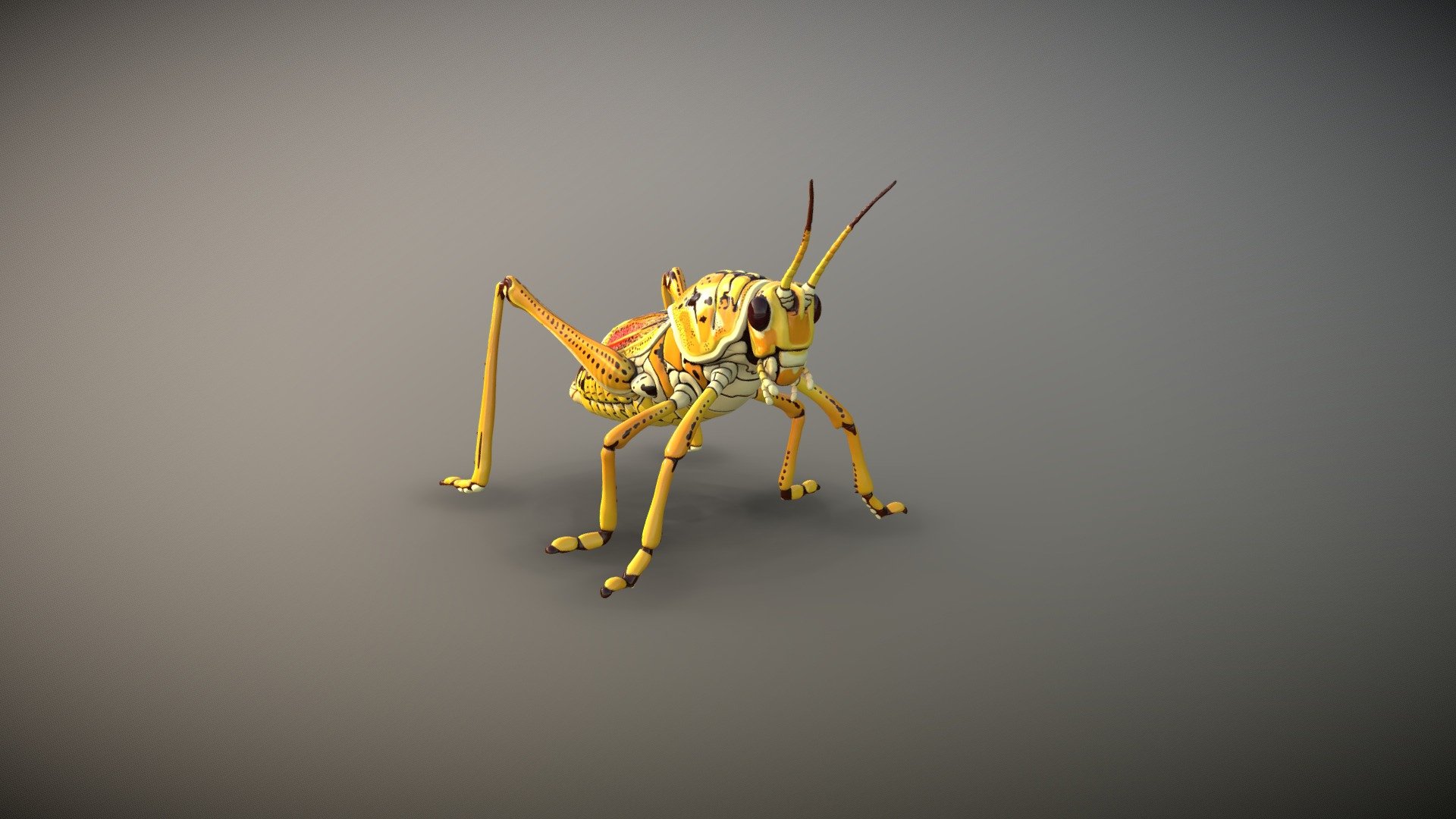A Lubber Grasshopper sculpted in ZBrush and hand painted using 3D Coat.
Lubber Grasshoppers are one of the largest and slowest moving grasshoppers. They can get as big as 3 inches in length when they are mature. The adults are yellow and black. A garden pest in the United States of America. Aparently they really like to eat Orchids.

Textures include: diffuse; normalmap; roughness (4096 x 4096 png format)
Mesh file format: .obj
Mesh optimised for real-time rendering uses 3d model