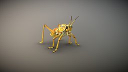 Lubber Grasshopper insect, animals, locust, grasshopper, nature, insects, wildlife, pest, handpainted, noai, lubbergrasshopper