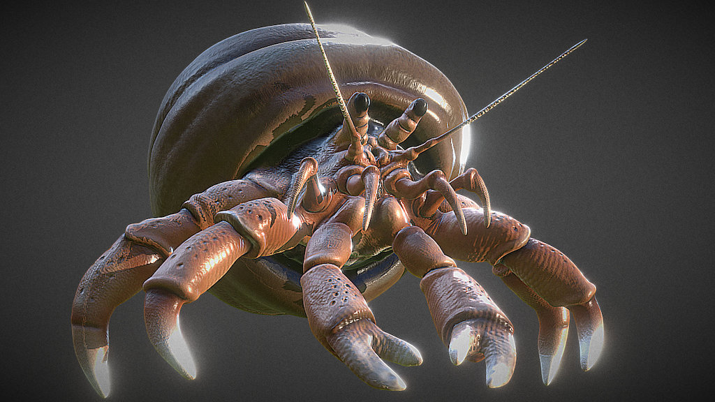 A domestic dacapod crustacean created from Autodesk 123D Sculpt+, enjoy! ;) - Anemia Hermit Crab - 3D model by Coolblu 3d model