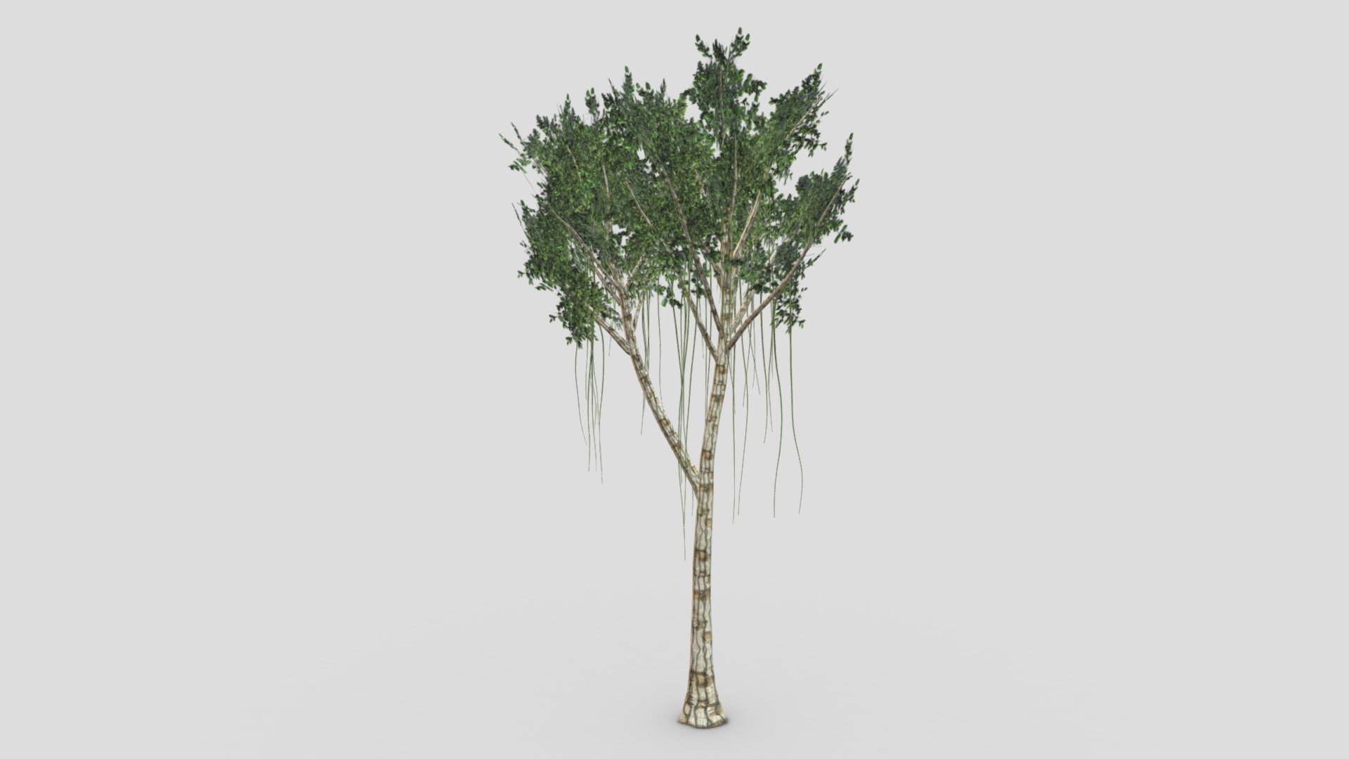 This is a 3D low poly model of the Agarwood Tree. I designed this tree based on my reference and idea. I hope you will use this in your project 3d model