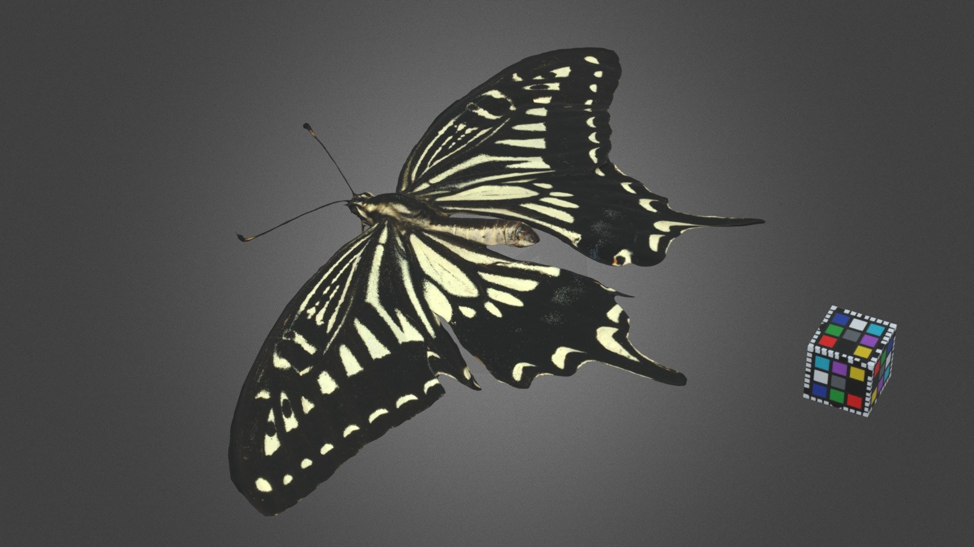 アゲハ アゲハチョウ 蝶.
Kumamoto, Japan. 熊本県人吉盆地.
Detail: https://ffish.asia/s/56517
 - ナミアゲハ Asian Swallowtail, Papilio xuthus - Download Free 3D model by ffish.asia / floraZia.com (@ffishAsia-and-floraZia) 3d model