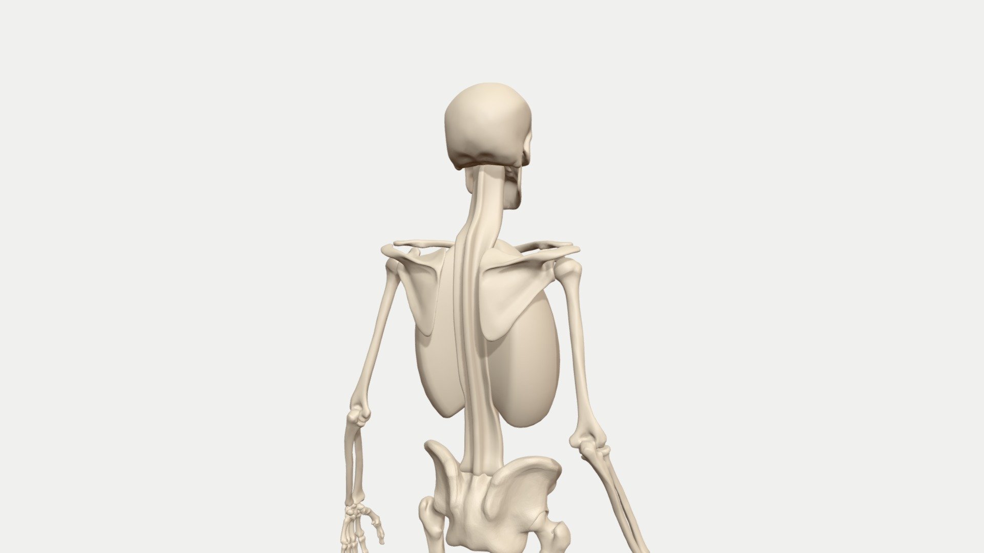 I did this animation as part of my series of blog posts on the movments of the shoulder.

You can read them here:
http://pearsetoomey.com/category/anatomy/ - Shoulder pro/retraction animated skeleton - 3D model by pearsetoomey 3d model