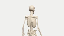 Shoulder pro/retraction animated skeleton skeleton, anatomy, arm, artistic, shoulder, animation, protraction, retraction