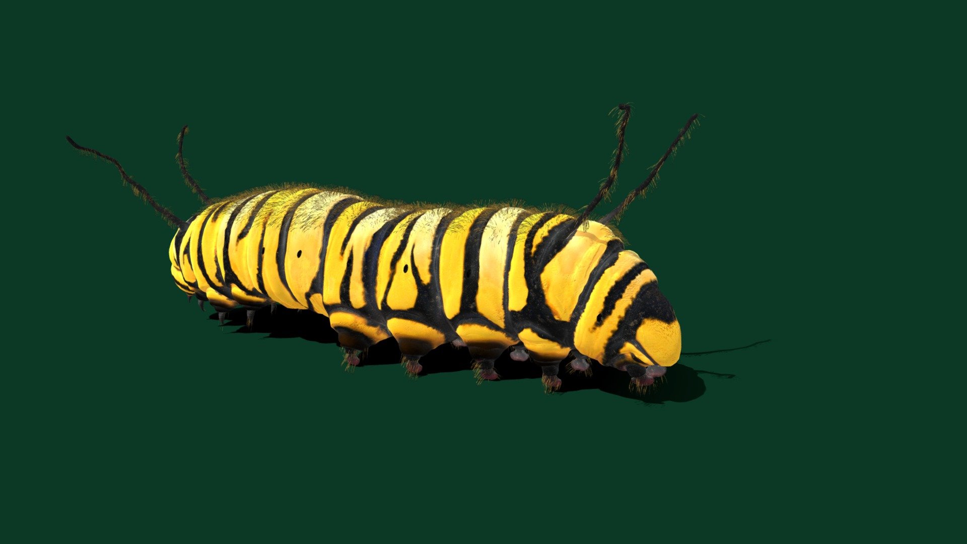 🐛 
Caterpillars are the larval stage of members of the order Lepidoptera. As with most common names, the application of the word is arbitrary, since the larvae of sawflies are commonly called caterpillars as well. Both lepidopteran and symphytan larvae have eruciform body shapes 3d model