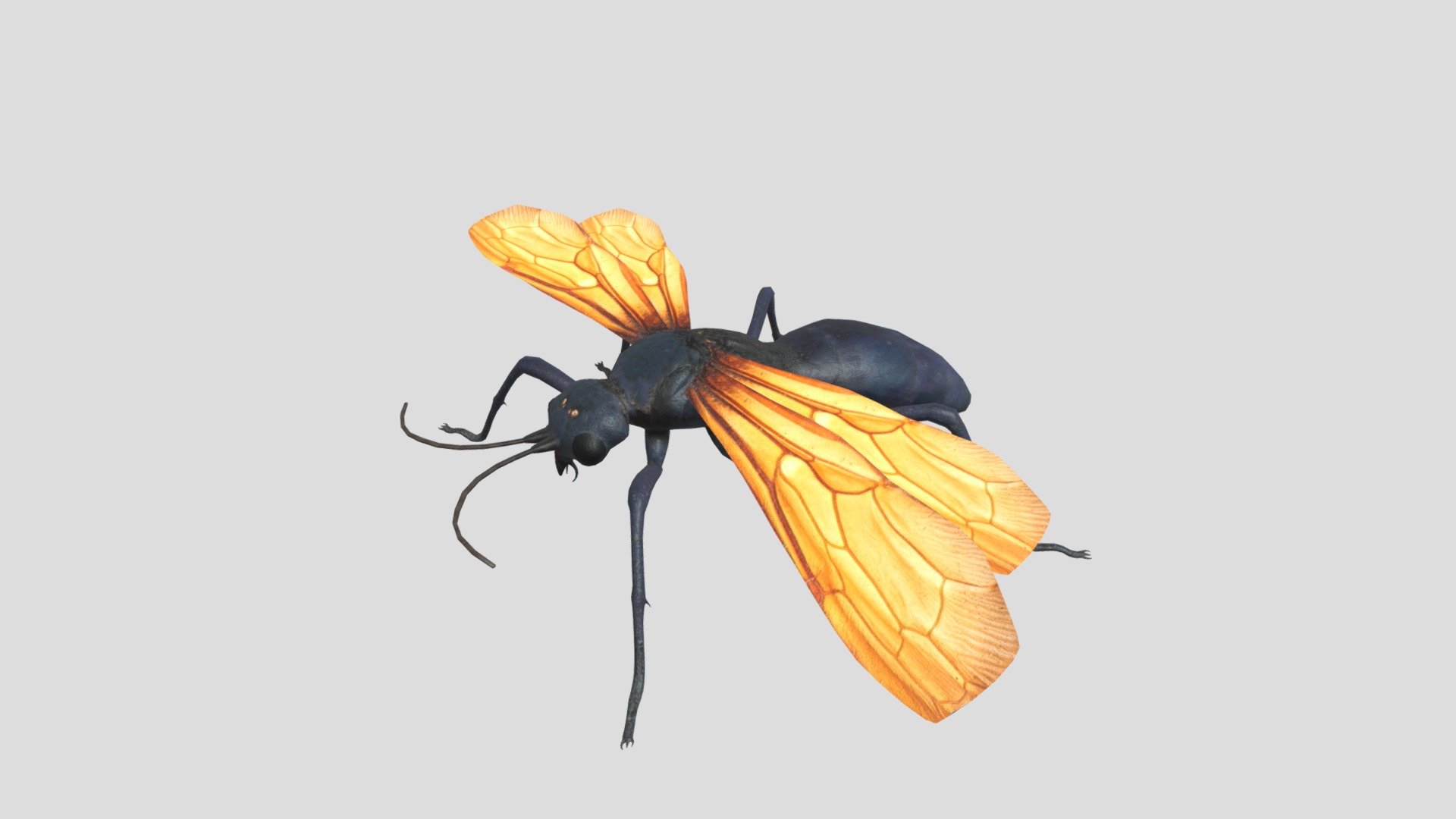 Low poly 3d model of Tarantula hawk.
A tarantula hawk is a spider wasp (Pompilidae) that hunts tarantulas.

Product includes:
3d file - one mesh object
Textures-Color,Normal and Specular maps.
Textures size-4096x4096 pxls JPEGs 3d model