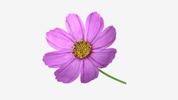 Flower Aster Cosmos bipinnatus green, plant, flora, flower, garden, spring, pink, summer, leaf, nature, bloom, floral, petal, blossom, season, meadow, cosmos, 3d, pbr