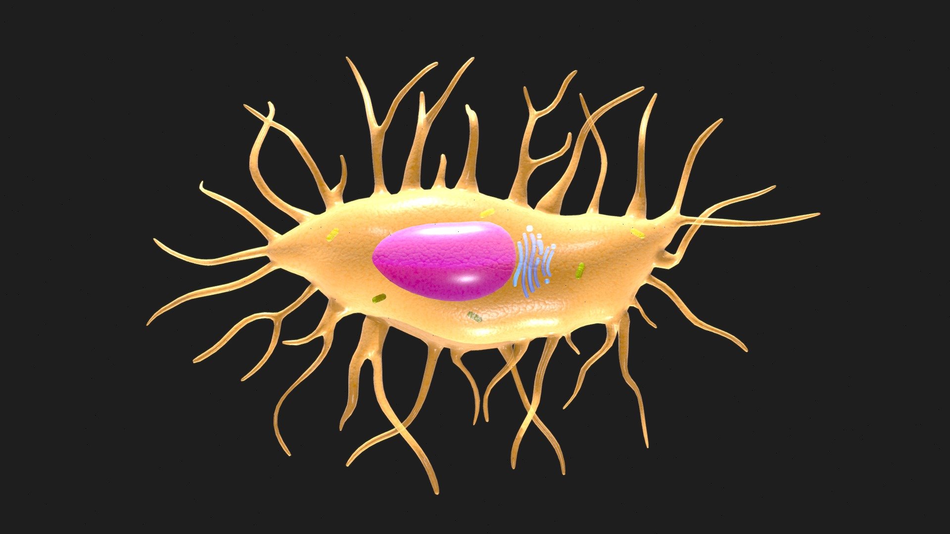 Osteocyte Bone Cell

Osteocytes are specialized bone cells embedded within the mineralized matrix of bone tissue. They play a crucial role in maintaining bone health by sensing mechanical stress and orchestrating bone remodeling processes.




Format: FBX, OBJ, MTL, STL, glb, glTF, Blender v3.6.2

Optimized UVs (Non-Overlapping UVs)

PBR Textures | 1024x1024 - 2048x2048 - 4096x4096 | (1K, 2K, 4K - Jpeg, Png)

Base Color (Albedo)

Normal Map

AO Map

Metallic Map

Roughness Map

Height Map

Opacity Map
 - Osteocyte Bone Cell - Buy Royalty Free 3D model by Nima (@h3ydari96) 3d model