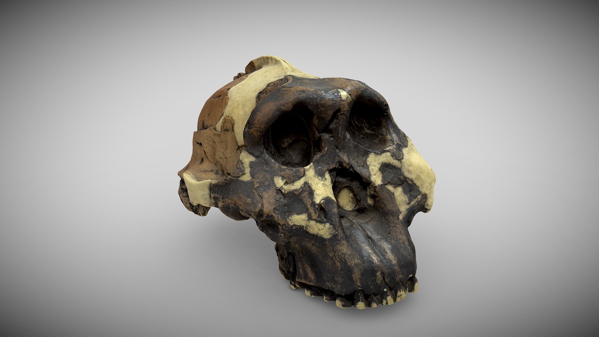 The Australopithecus boisei skull, is the most famous fossil from Olduvai Gorge, Tanzania. OH 5 was discovered by Mary Leakey in 1959 and originally classified as Zinjanthropus boisei by L. Leakey in Nature later that year. The accepted genus name has since changed to Australopithecus, this fossil is also know by the genus name Paranthropus. This discovery spurred paleoanthropology toward a modern, multidisciplinary approach, and focused paleoanthropologists' attention on East Africa. Unique in hominid evolution, A. boisei's massive skull features a wide, concave face, enormous, flat molars (about 4 times as big as modern H. sapiens) and cranial adaptations for powerful chewing, hence its nickname, Nutcracker Man. Note the sagittal crest and extremely large area for muscle attachments on the zygomatic arch. The thick jaw allowed for the species' exceptional chewing capabilities. Cranial capacity of this individual is 530 cc 3d model