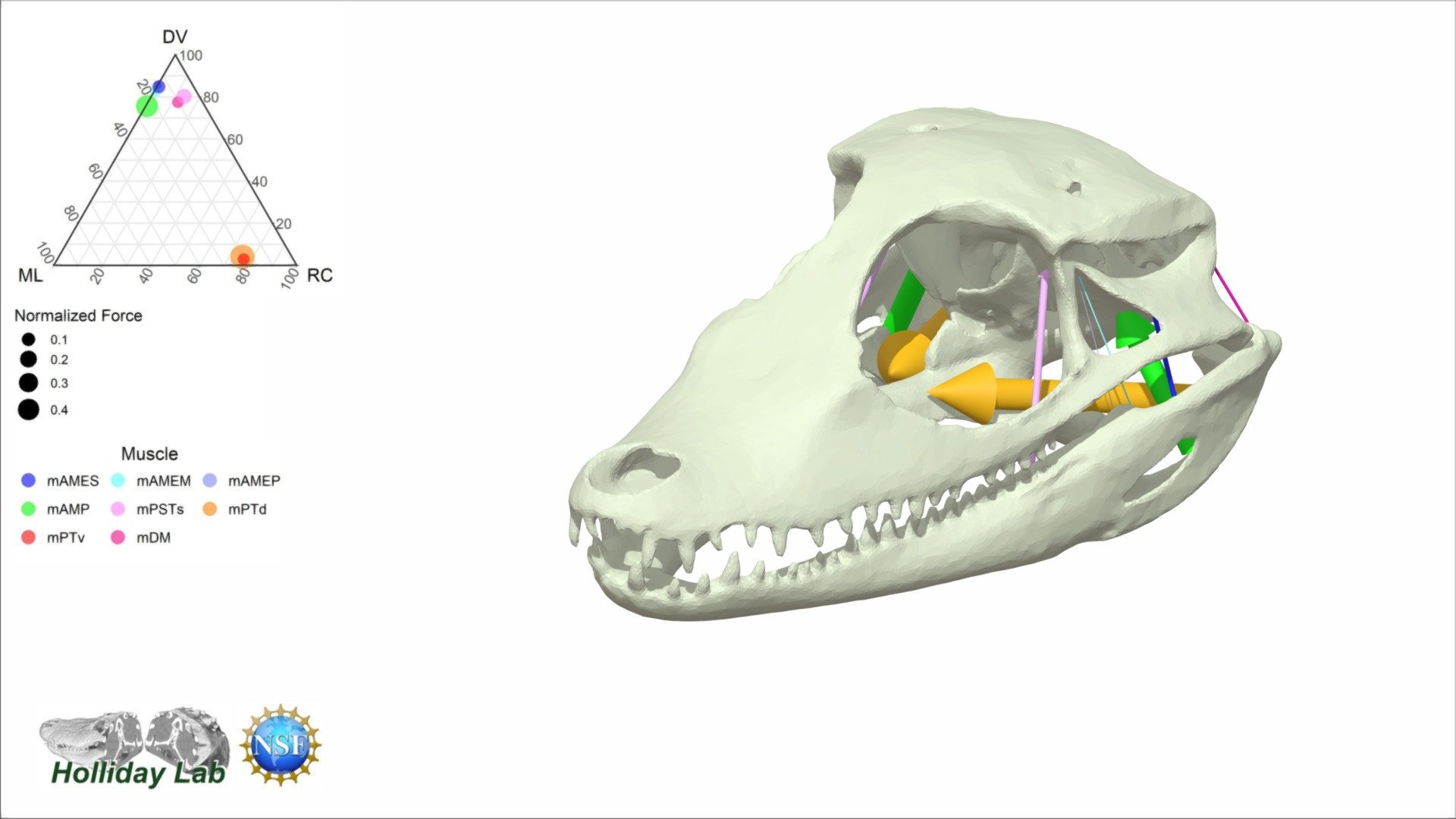 This 3D model of the partly terrestrial, predatory living Cuvier's Dwarf Caiman, Paleosuchus palpebrosus  (FMNH 22817) from South America. Although crocodylians have markedly flatter skulls than their ancestors, Paleosuchus has a markedly more vertical skull than its living relatives and its temporal muscles are also rather vertcially oriented.  Read more on how the evolution of skull shape in crocodilians affected jaw muscle function in Sellers et al (2022) in in Anatomical Record: https://doi.org/10.1002/ar.24912.  Thanks to the Field Museum of Natural History for providing access to the specimen. Thanks to National Science Foundation 1631684 for supporting the work 3d model