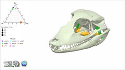 3D Jaw muscles of Paleosuchus palpebrosus muscles, jaw, maya, suchian