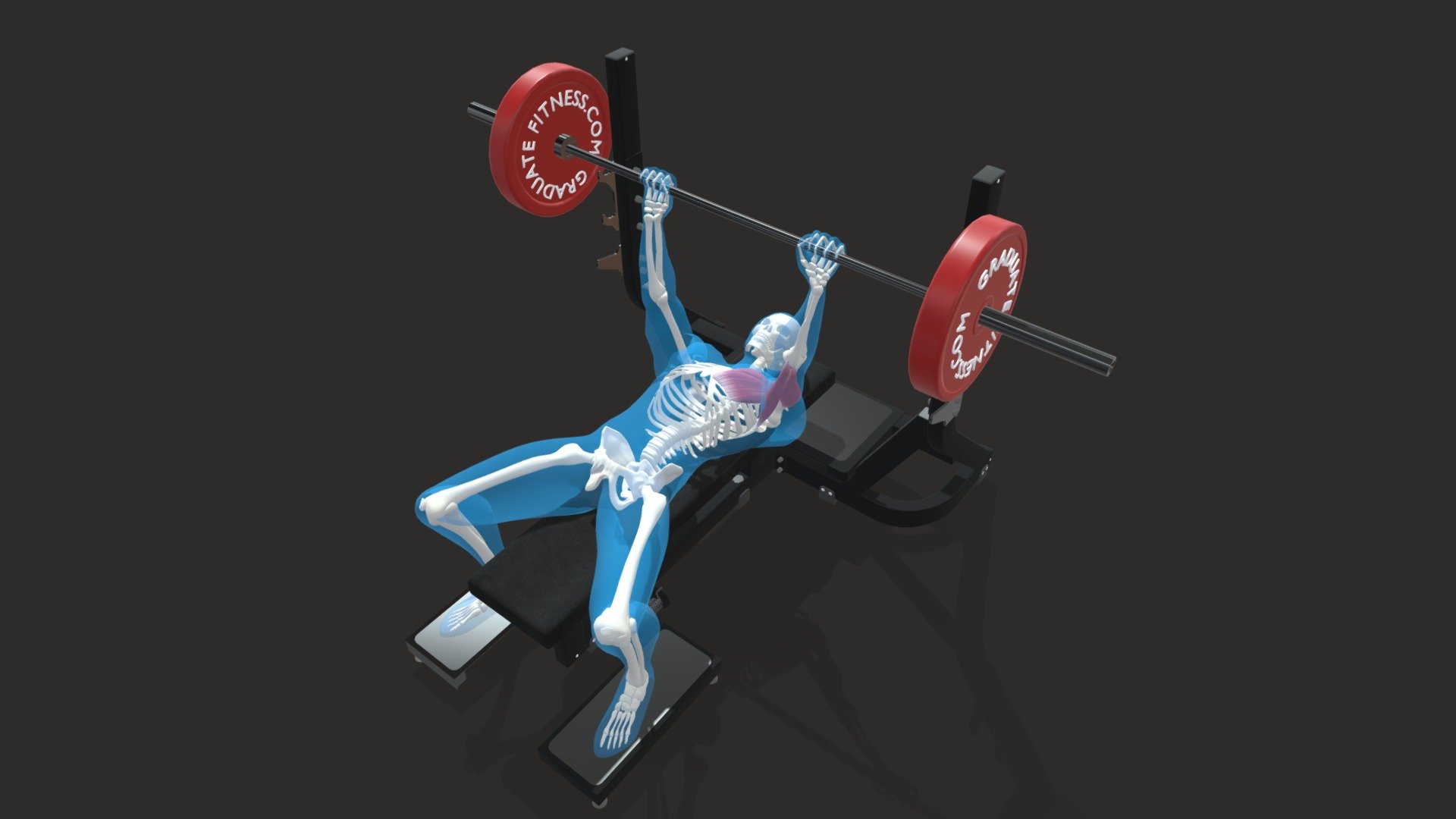 The Barbell Bench Press is perhaps the most notorious exercise performed on the gym floor. 

This compound chest movement is an essential training tool for building large strong pectoral muscles while also training the front delt and tricep muscles 3d model