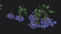 Elderberry sprig stylized plant plant, flower, prop, painted, props, nature, bush, bouquet, wormwood, sprig, handpainted, stylized, interior, gameready, environment