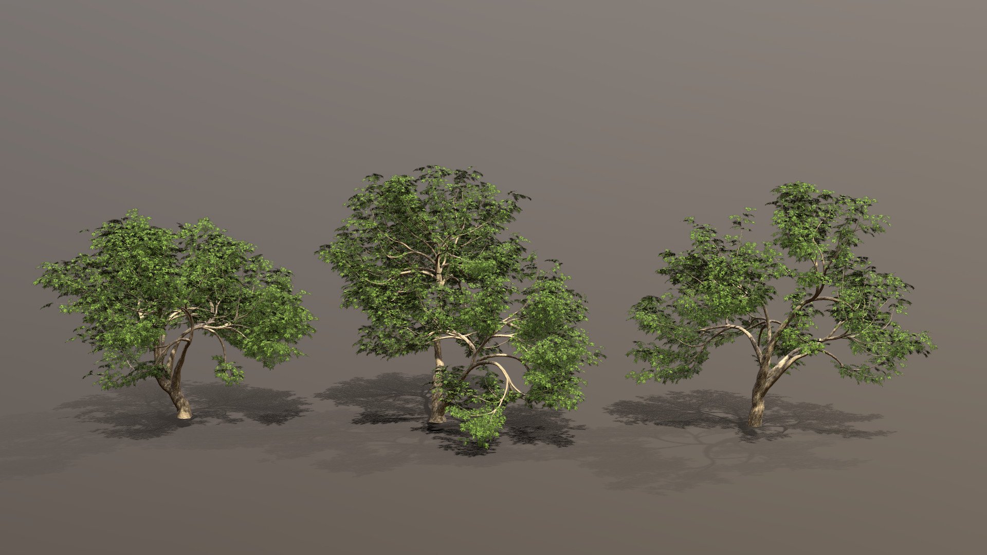Three large old oak trees.

Specifications:

UV Mapped: Yes

Included Textures: Yes

Animated: No

Rigged: No



Bark textures include: color, normal, and roughness.

Foliage textures include: color



Vertices: ~70k to 100k per tree

Tris: ~100k to140K per tree



Don't forget to leave a like : ) - Mighty Oak Trees - Download Free 3D model by Jagobo 3d model