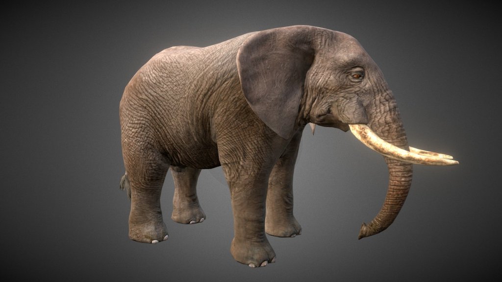 A lowpoly african elephant model obtained from an higpoly sculpt. The retopology process was made with blender 3d model