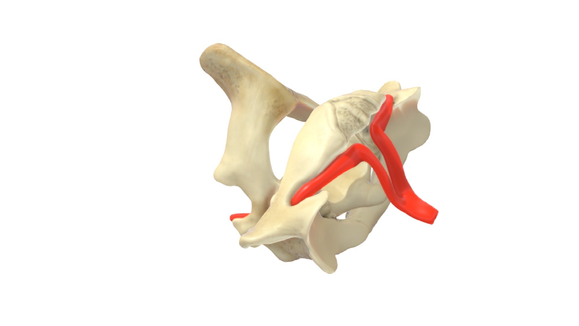 This model shows the movement of the atlas and the vertebral artery relative to the axis 3d model