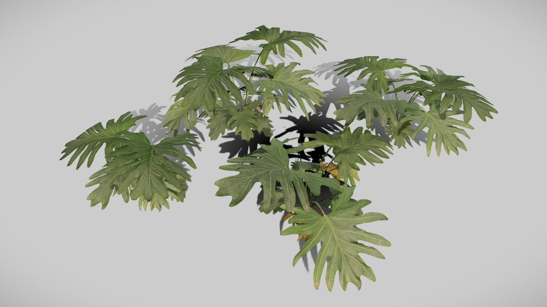 Product Details:

3D Models:

.fbx and .OBJ files

Game-Ready asset

LODs + Billboard

4 different Plant Variations

Textures:

4K textures

.tif and .png format

*Maps:

-Albedo (RGBA)

-Normal

-Roughness

-Thickness 

-Opacity

-Height

-AO

-Metallic

-Unity Mask (HDRP)

Join my Discord Server for doubts, issues, and support 3d model