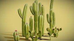 Stylized Cacti / Cactus Pack plants, style, cactus, desert, flowers, pack, collection, sand, cacti, cactuses, low-poly, game, lowpoly, low, poly, stylized, noai