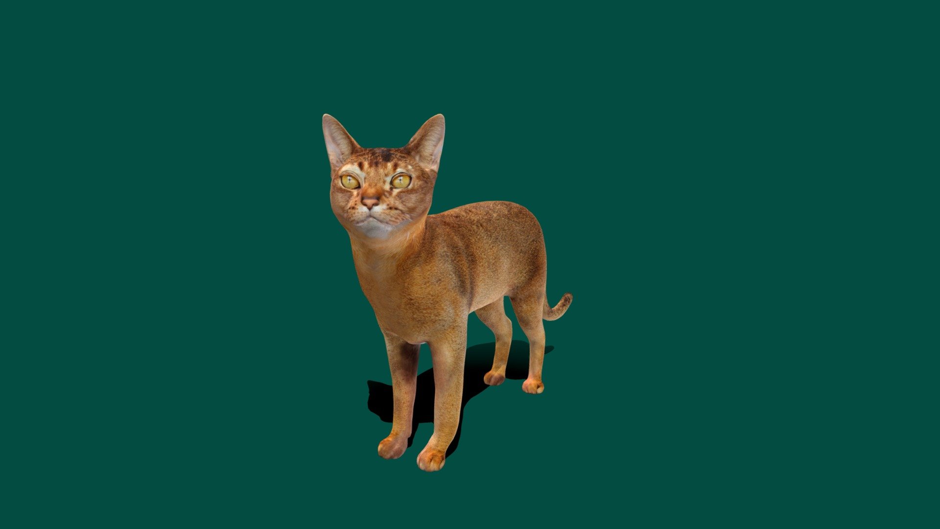 **Felis_catus 
4K PBR Textures Material 
Idle Animations **


The Abyssinian is a breed of domestic short-haired_cat with a distinctive &ldquo;ticked