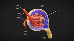 Glomerulus Anatomy
