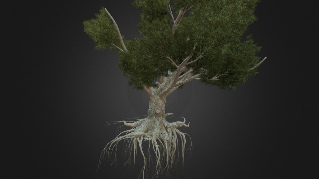 Made using Speedtree. Pretty happy with this tree, it's one of the main parts of my diorama, which I'll upload when finished. I focused pretty heavily on the root system for this tree, as it'll be hanging off the edge of my diorama, so I wanted there to be a lot of them to make it more interesting 3d model