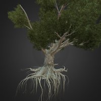 Gnarled African olive tree tree, plant, olive, african, diorama, nature, roots, speedtree, gnarled, 3d, model
