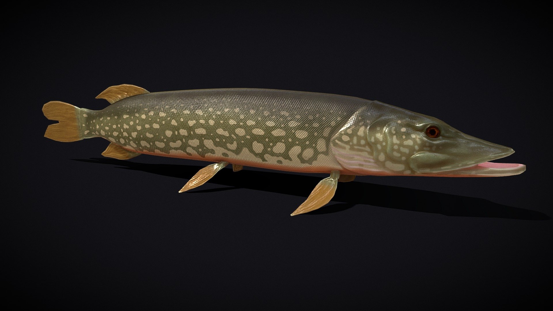 Northern Spotted Pike 
VR / AR / Low-poly
PBR approved
Geometry Polygon mesh
Polygons 1,923
Vertices 1,905
Textures 4K PNG
Materials 1 - Northern Spotted Pike - Buy Royalty Free 3D model by GetDeadEntertainment 3d model