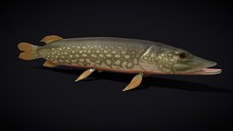 Northern Spotted Pike food, fish, trout, fishing, river, underwater, animals, lake, gills, ocean, bass, salmon, pike, swimming, bait, northern, fins, spotted, carp, animal, sea