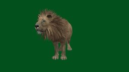 Lion (Non-Commercial) animals, lion, myanmar, blenderkit, nyi, nyilonelycompany, armyanmar, google3d