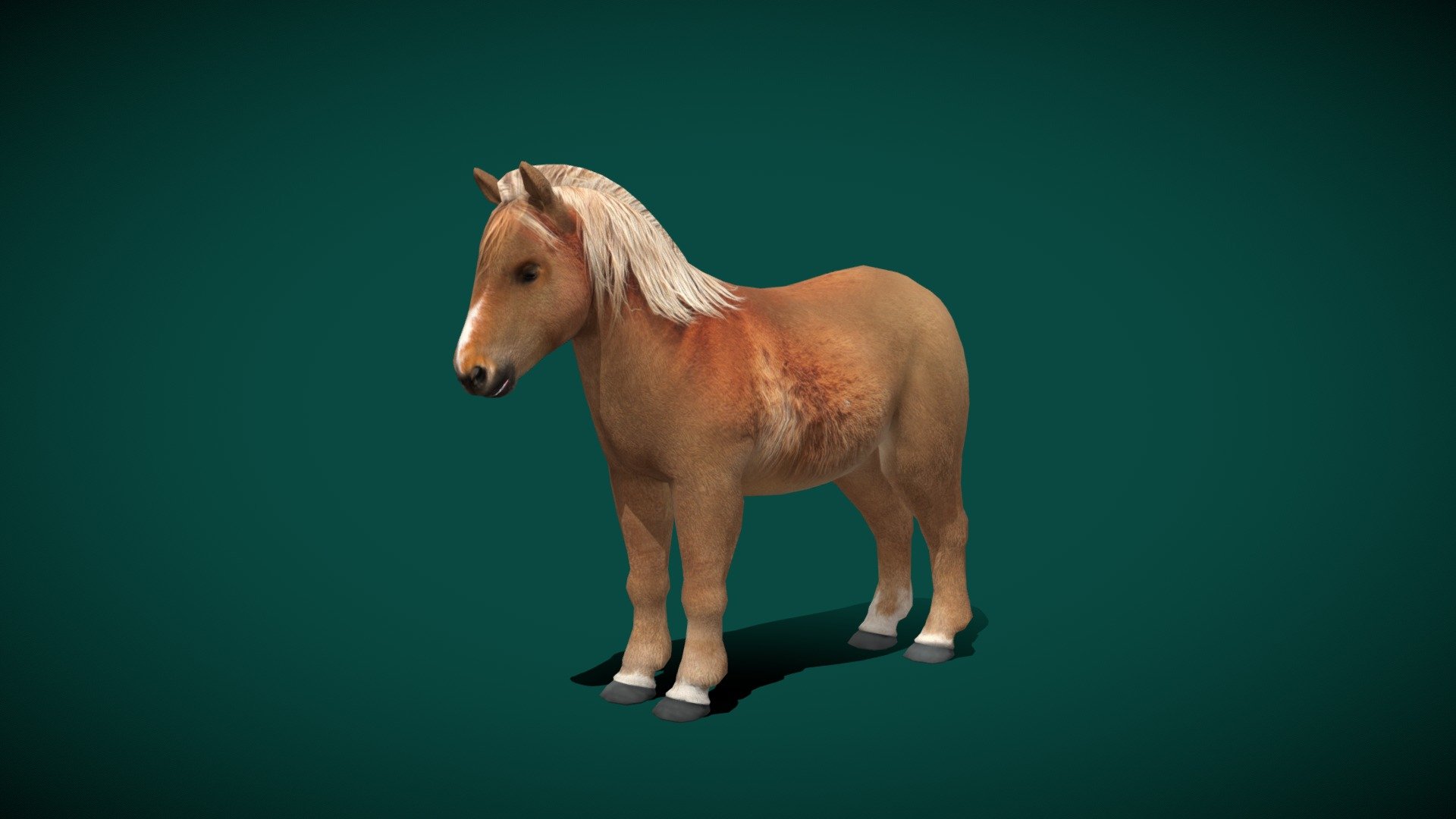 Equus ferus caballus (Small horse) 

Pony Small Horse Mammal Animal   (Low poly)

1 Draw Calls

Gameready

13 Animations

4K PBR Textures Material

Unreal FBX

Unity FBX  

Blend File 

USDZ File (AR Ready). Real Scale Dimension

Textures Files

GLB File

Gltf File ( Spark AR, Lens Studio(SnapChat) , Effector(Tiktok) , Spline, Play Canvas ) Compatible



Triangles: 9000

Vertices: 4700

Diffuse , Metallic, Roughness , Normal Map ,Specular Map,AO
A pony is a type of small horse (Equus_ferus_caballus). Depending on the context, a pony may be a horse that is under a given approximate or exact height at the withers, or a small horse with a specific conformation and temperament. Compared to a larger horse, a pony may have a thicker coat, mane and tail, with proportionally shorter legs, a wider barrel, heavier bone, a thicker neck and a shorter, broader head. The word pony derives from the old French poulenet, meaning foal, a young, immature horse 3d model