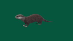 Otter (Low Poly) animals, mammal, spring, species, otter, animations, game_ready, lowpoly, nyilonelycompany, lutrinae, noai, wet_otter