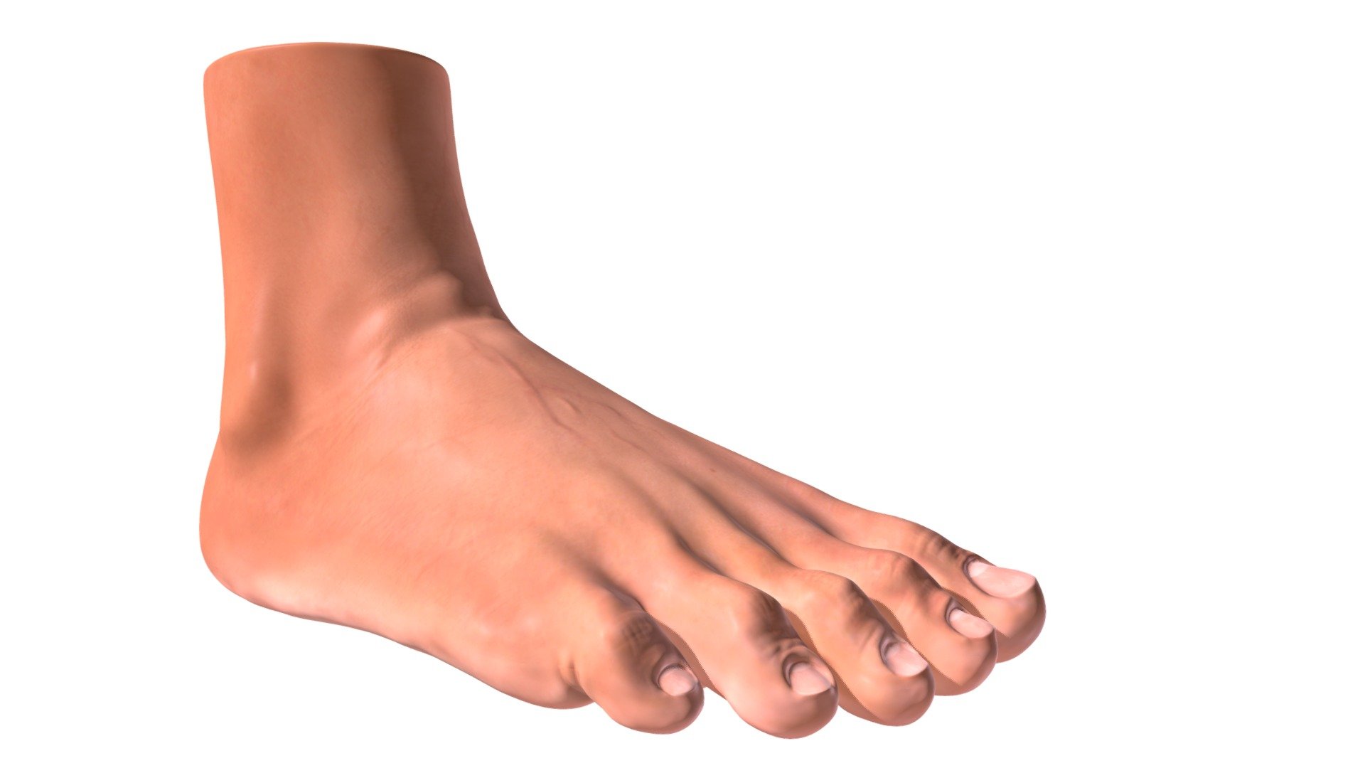 Foot - Download Free 3D model by mitch.harvey 3d model