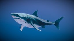 Great White Shark ♀ shark, fish, white, fishing, animals, ocean, great, jaw, greatwhiteshark, fishes, oceanlife, sea, seaanimals