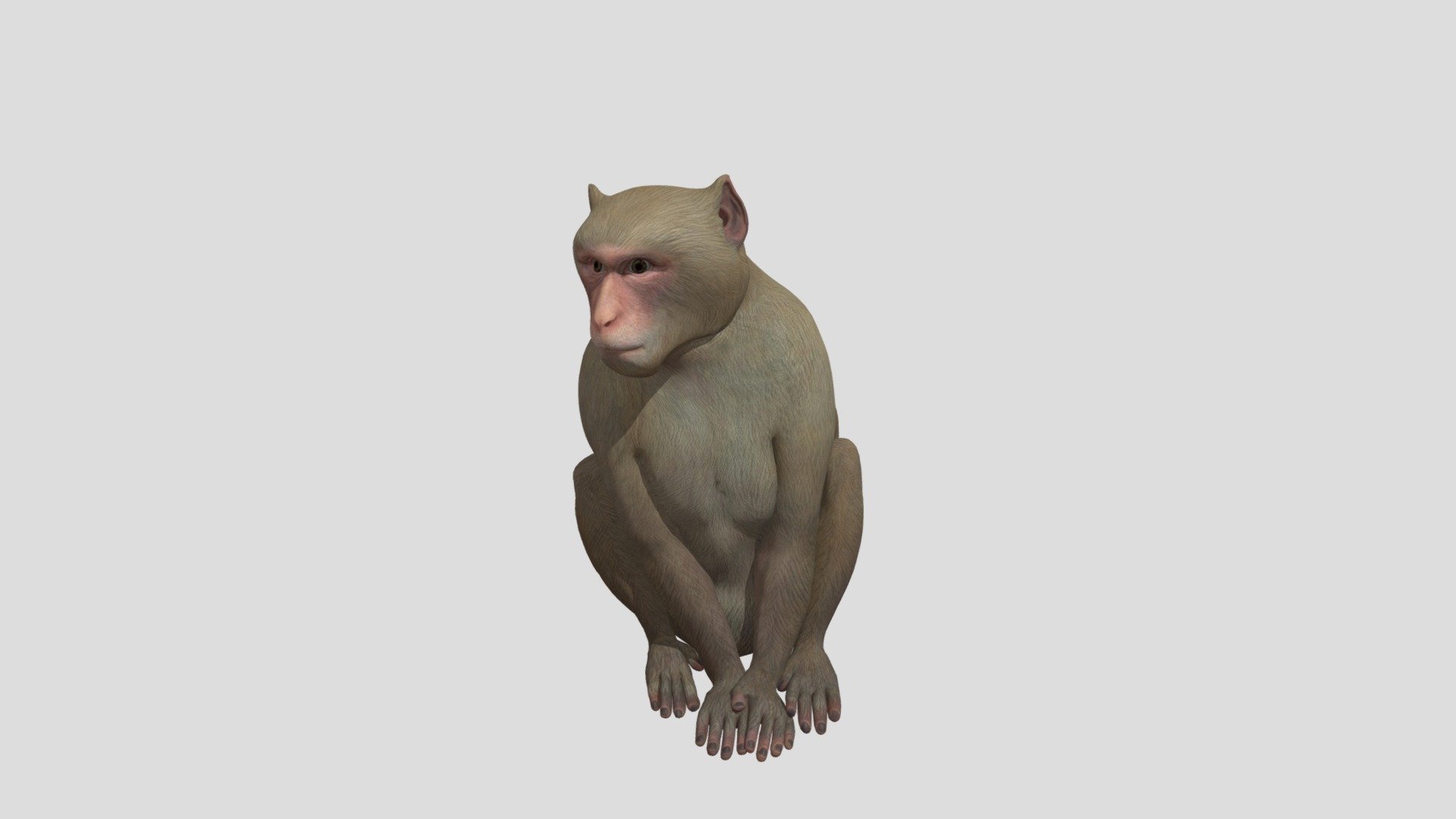 monkey - Realsitic Monkey - Download Free 3D model by TdoubleU8 3d model