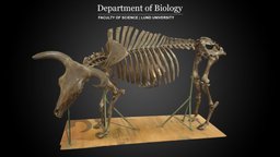 Aurochs (Bos primigenius) skeleton, extinct, skull, bones