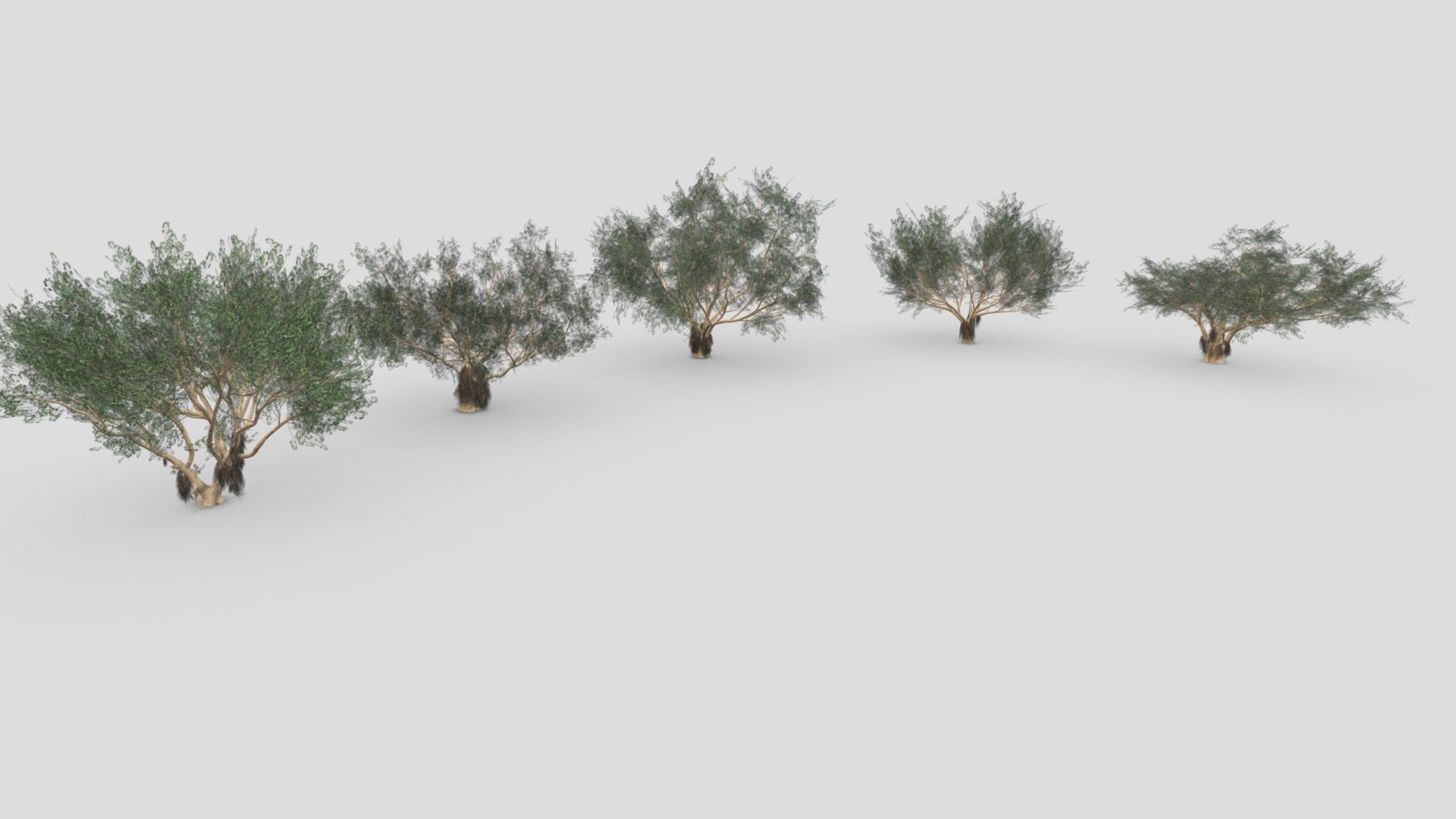 This file includes a collection of 5 3D Models of the Ficus Benjamina Tree.

Ficus Benjamina Tree-S01: https://sketchfab.com/3d-models/ficus-benjamina-tree-s01-e28b83ee50784f81b3aabd51bb747ab2

Ficus Benjamina Tree-S02: https://sketchfab.com/3d-models/ficus-benjamina-tree-s02-949196767aed4343a73714c5e43c313a

Ficus Benjamina Tree-S03: https://sketchfab.com/3d-models/ficus-benjamina-tree-s03-a477ce1b4e7f4d0fb511380017642e9c

Ficus Benjamina Tree-S04: https://sketchfab.com/3d-models/ficus-benjamina-tree-s04-dff27720b6f54590b8935ee899c68f60

Ficus Benjamina Tree-S05: https://sketchfab.com/3d-models/ficus-benjamina-tree-s05-85b146baa6154b809ae2d06142eb2f69 - Ficus Benjamina Tree- Pack 01 - Buy Royalty Free 3D model by ASMA3D 3d model