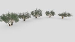 Ficus Benjamina Tree- Pack 01 tree, plants, benjamin, 3dtree, 3d-lowpoly, 3d-ficus-benjamina, benjamin-lowpoly, 3dbenjamina, 3d-lowpoly-ficus-benjamina-collection, 3d-benjamin