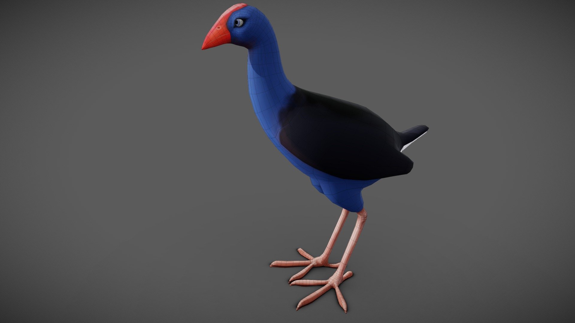 Pukeko bird native of new zealand - Pukeko Swamp hen - Buy Royalty Free 3D model by NatalieV 3d model