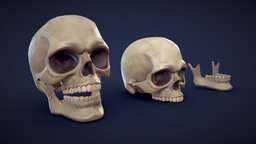 Stylized Human Skull skulls, skeleton, anatomy, dungeon, bone, teeth, dead, cartoony, realtime, pack, cave, mystic, vr, stylised, jaw, museum, head, skeletons, unrealengine, wildwest, skelet, metaverse, anchient, skull-3d, medieval-prop, skull-3d-model, teeths, skullhead, cartoon, asset, skull, pirate, stylized, fantasy, human, halloween, download, bones, pirates, "skeleton-parts", "noai", "uefn"