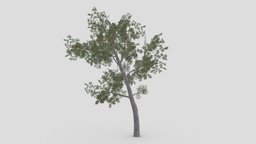 Conocarpus Tree- 07 unreal, conocarpus, unity, 3dconocarpus, lowpoly-conocarpus