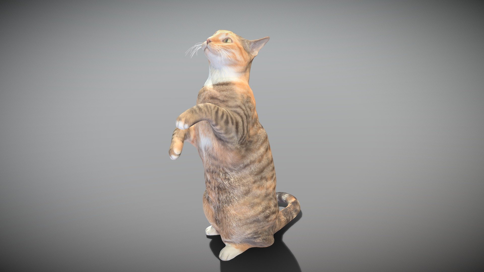 This is a true sized and highly detailed model of a young charming calico cat. It will add life and coziness to any architectural visualisation of houses, playgrounds, parques, urban landscapes, etc. This model is suitable for game engine integration, VR/AR content, etc.

Technical specifications:




digital double 3d scan model

150k &amp; 30k triangles | double triangulated

high-poly model (.ztl tool with 5 subdivisions) clean and retopologized automatically via ZRemesher

sufficiently clean

PBR textures 8K resolution: Diffuse, Normal, Specular maps

non-overlapping UV map

no extra plugins are required for this model

Download package includes a Cinema 4D project file with Redshift shader, OBJ, FBX, STL files, which are applicable for 3ds Max, Maya, Unreal Engine, Unity, Blender, etc. All the textures you will find in the “Tex” folder, included into the main archive.

3D EVERYTHING

Stand with Ukraine! - Playful cat 41 - Buy Royalty Free 3D model by deep3dstudio 3d model