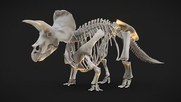Triceratops Skeleton base, skeleton, anatomy, mesh, basemesh, animals, triceratops, museum, science, paleontology, dinosaurs, nature, jurassic, cretaceous, dinosaurus, skeletal, ceratopsian, paleoart, dinosauria, jurassicpark, animal-anatomy, ceratopsid, base-mesh, dinosaur-skull, animalia, dinosaur-skeleton, animal, dinosaur, dino, ceratopsidae, animal-skeleton, animal-model, ceratopsians