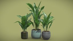 Aspidistra Elatior Pack pot, tropical, palm, pack, indoor, exotic, silver, potted, iron, palmtree, castiron, leaves, interior, aspidistra, elatior