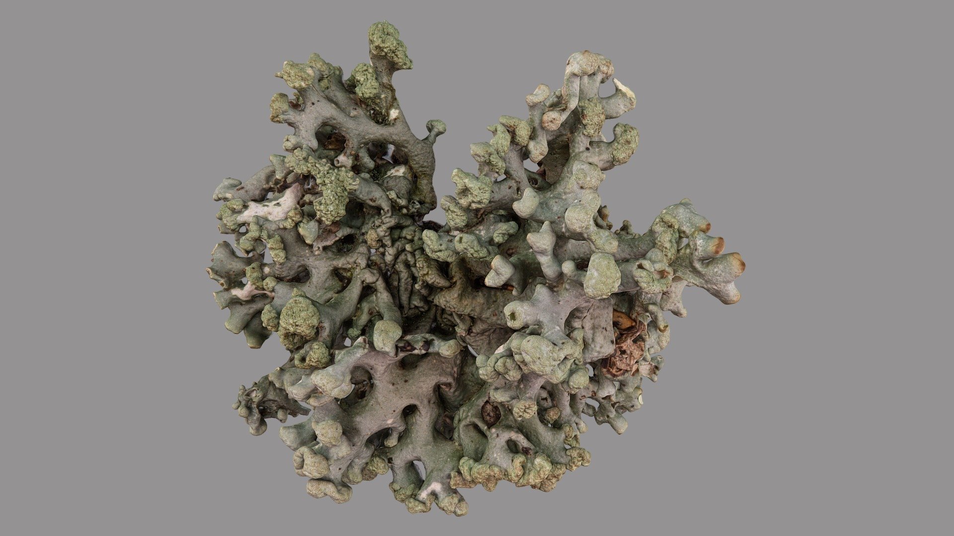 Hypogymnia tubulosa - 3D model by VirNat 3d model