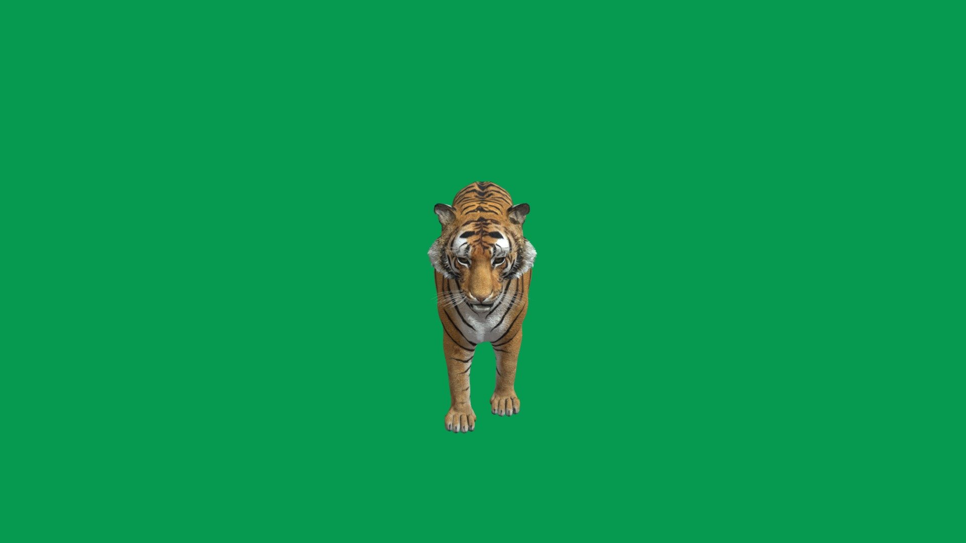 tiger animated rigged - Tiger - Download Free 3D model by Nyilonelycompany 3d model